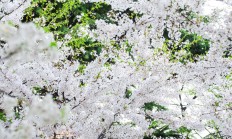 风有信，花有期，等闲若得春风顾，不负时光不负卿 